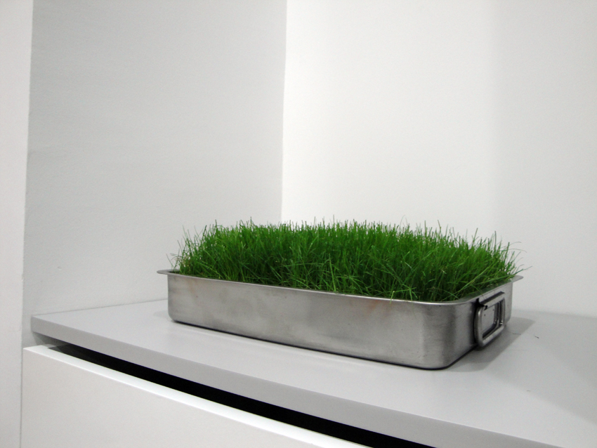 «Synesthesia (Lower Class Botany)», 2011, Natural grass and steel tray, 30 x 40 x 15 cm